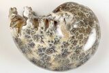 2.6" Polished Agatized Ammonite (Phylloceras?) Fossil - Madagascar - #200480-1